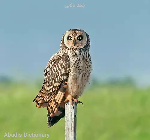 جغد تالابی